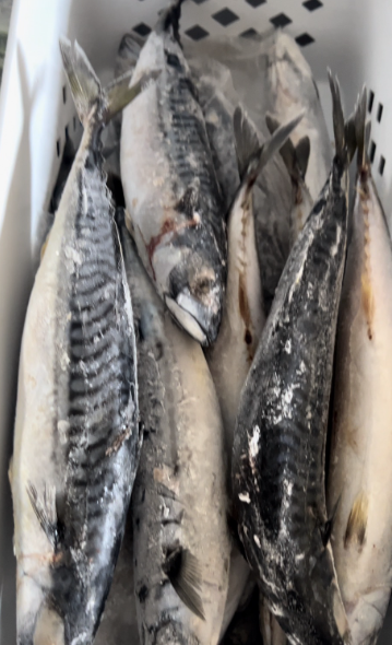 Fishes & Stock Fishes